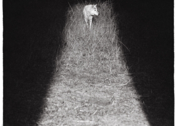 R&B singer Zarcari's Bliss album cover, which features a black and white photograph showing a wolf, standing at the end of a narrow trail illuminated by a spotlight at night, surrounded by dark, textured grass.
